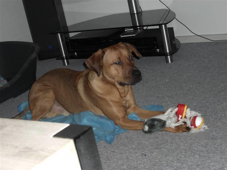 Blanding af racer Balto aflivet d. 3/11-11  billede 3