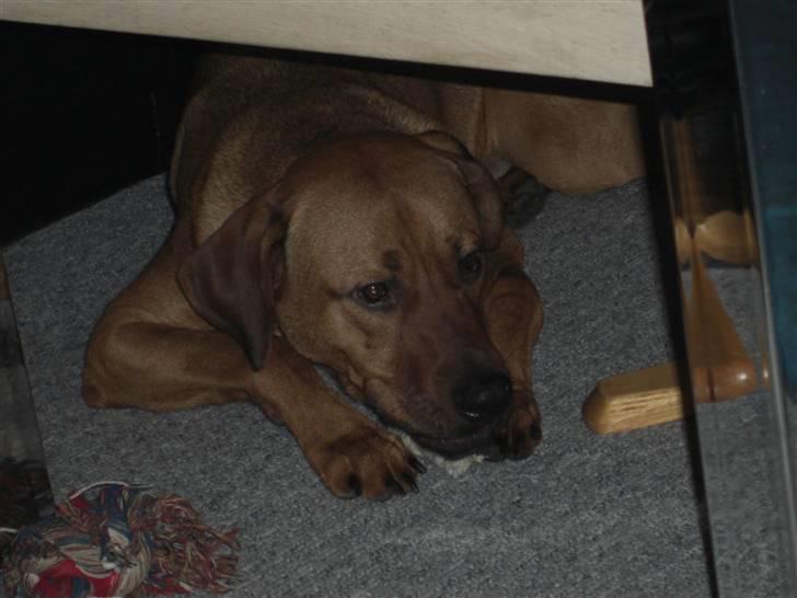 Blanding af racer Balto aflivet d. 3/11-11  billede 4