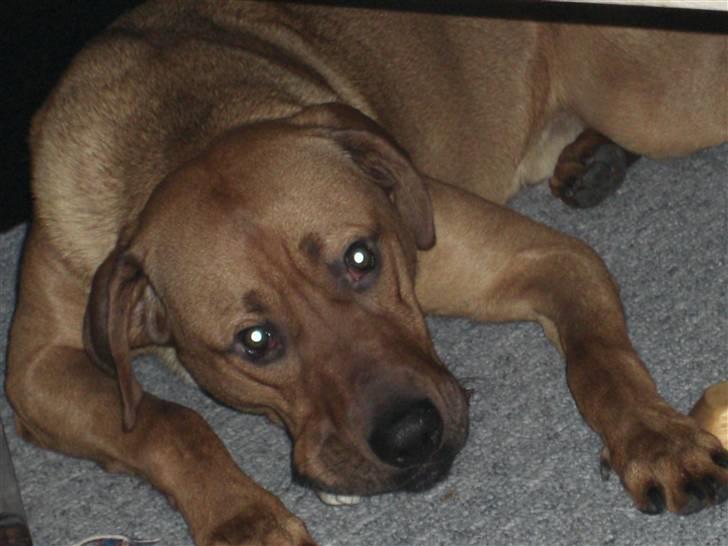 Blanding af racer Balto aflivet d. 3/11-11  billede 5