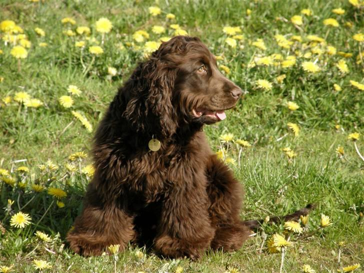 Cocker spaniel Joe - d. 4-5-08 billede 15