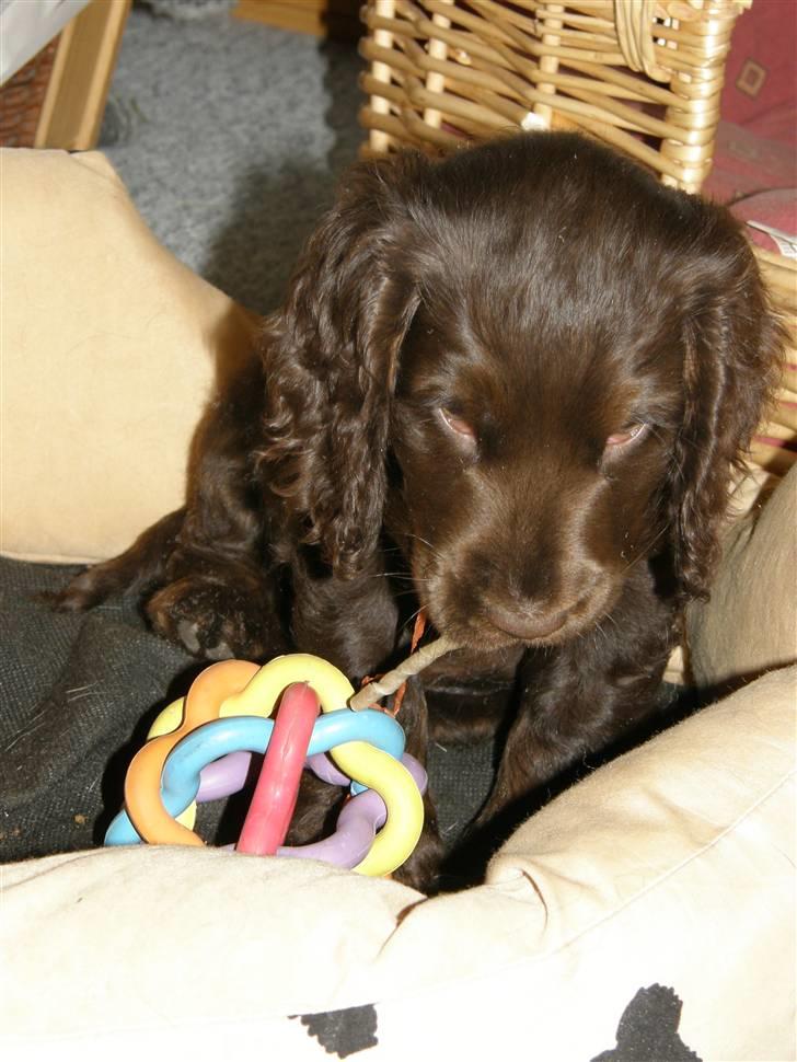 Cocker spaniel Joe - kan jeg snart få lov til at spise min tygge-pind i fred uden du behøver knipse billeder? billede 16