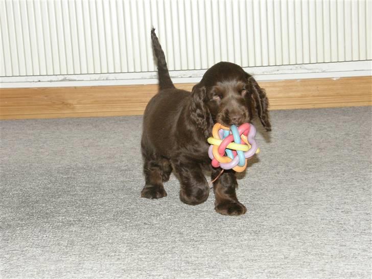 Cocker spaniel Joe - så fik jeg den, kast den igen mor? billede 17