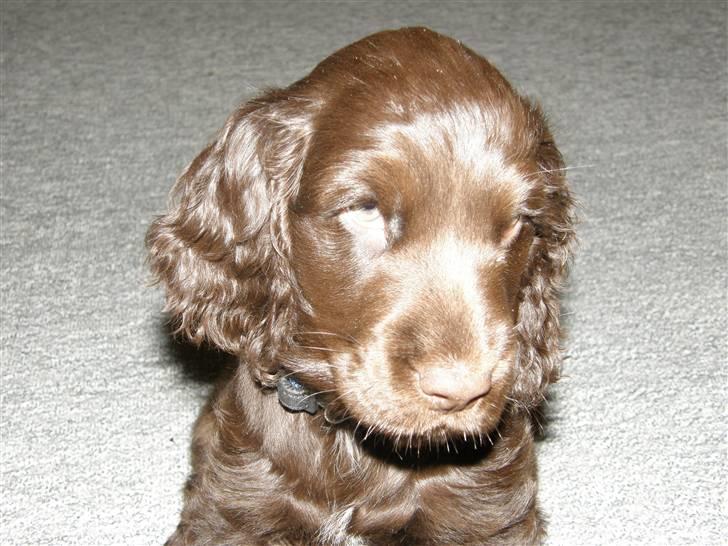 Cocker spaniel Joe billede 18