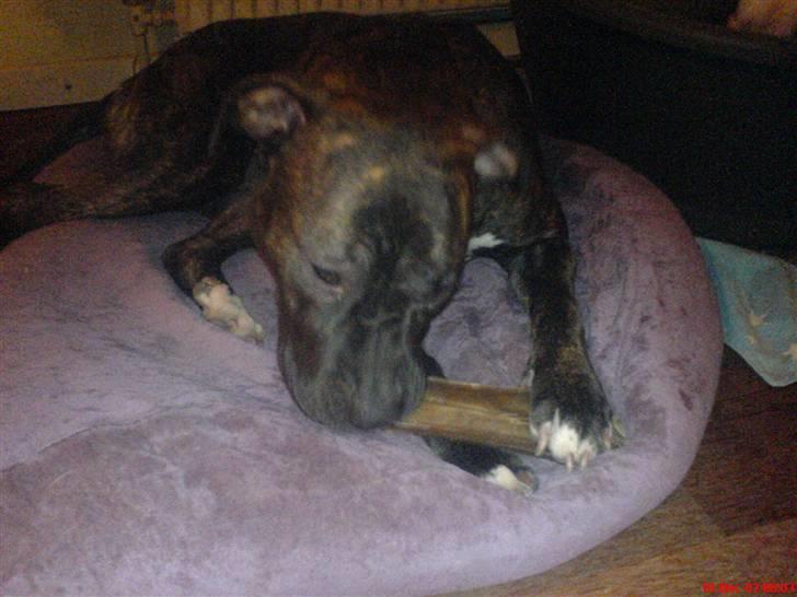 Blanding af racer Chanti  R.I.P. - min snack...  uhmmm billede 19