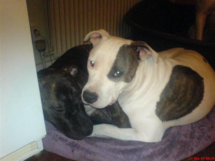 Blanding af racer Chanti  R.I.P. - lidt plads og masser af varme...  billede 20