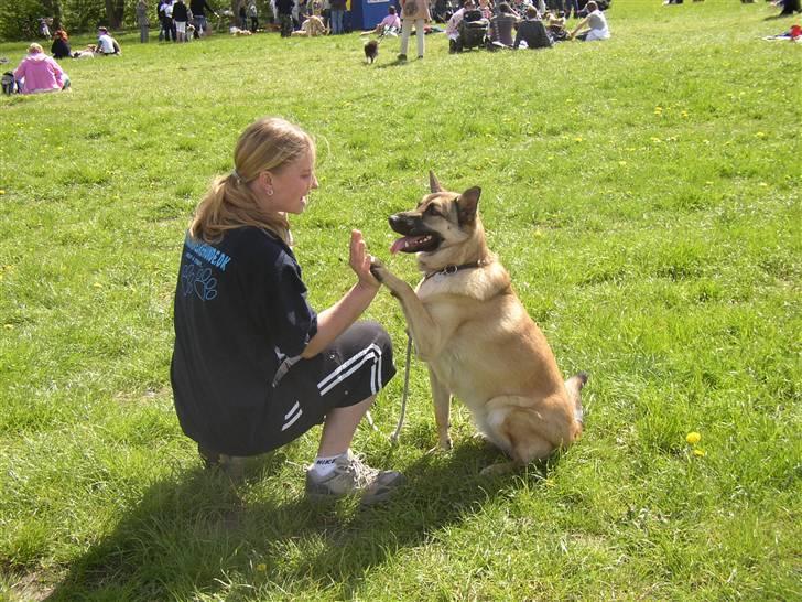 Blanding af racer Græsk gadehund, Ronja billede 11