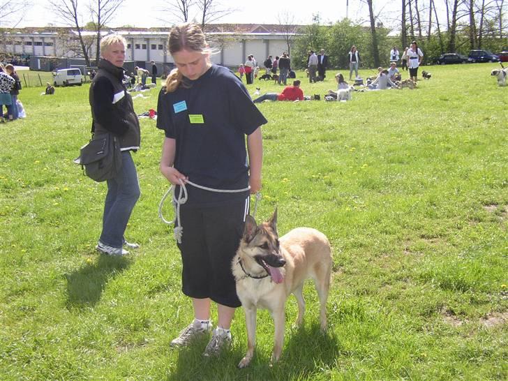 Blanding af racer Græsk gadehund, Ronja billede 12