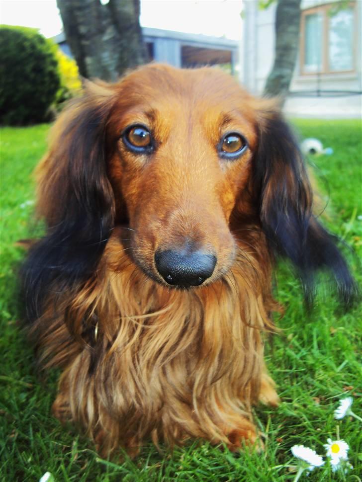 Dværggravhund Oskar billede 8