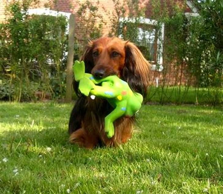 Dværggravhund Oskar - Et gammel billede af Oskar. billede 10