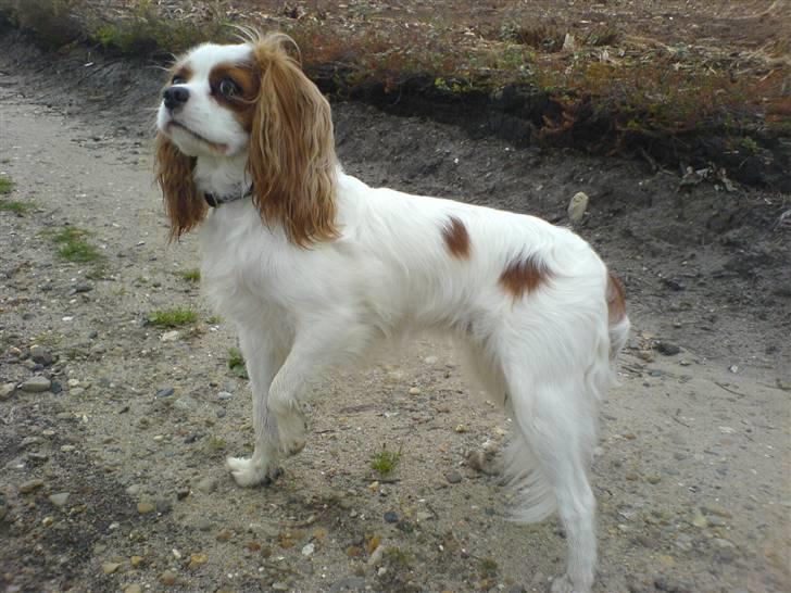 Cavalier king charles spaniel Fluffy - fluffy. 3 år billede 1