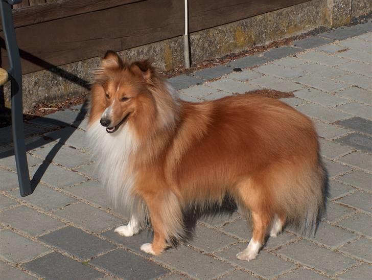 Shetland sheepdog charlie   billede 1