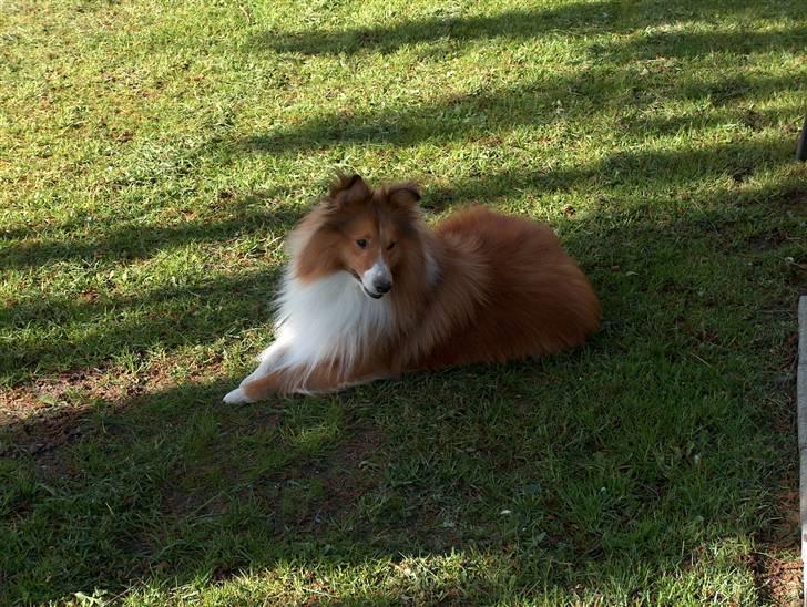 Shetland sheepdog charlie   billede 2