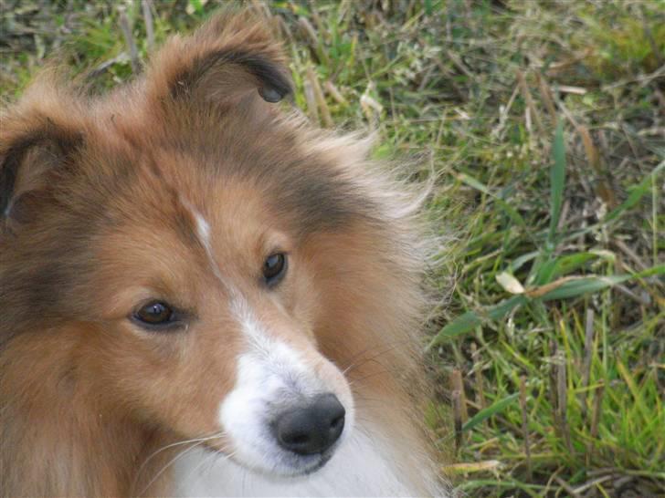 Shetland sheepdog charlie   billede 3