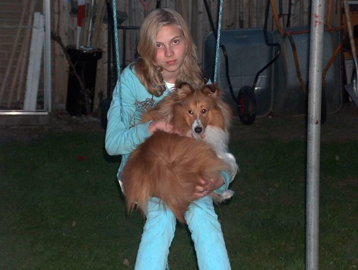 Shetland sheepdog charlie   billede 4