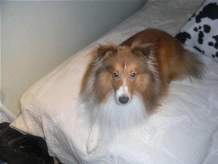 Shetland sheepdog charlie   billede 5