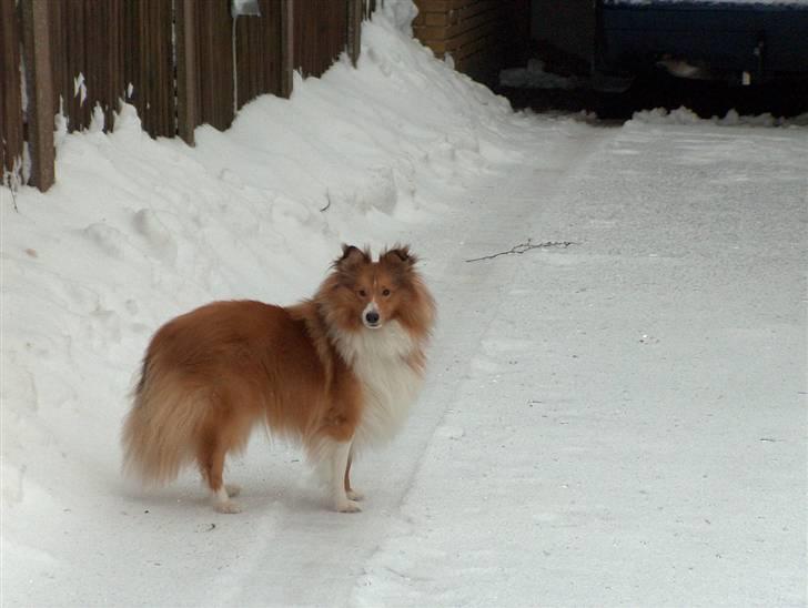 Shetland sheepdog charlie   billede 6