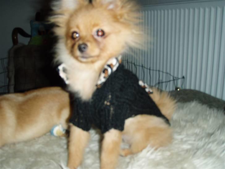 Pomeranian Disney - Er jeg ikke fin med min nye trøje?! billede 1