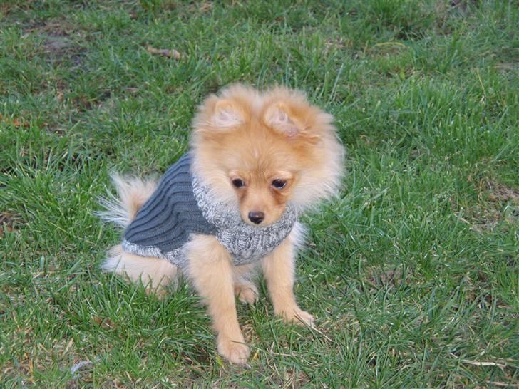 Pomeranian Disney - Det er dejligt at få lidt tøj på når man ikke er vant til at være udenfor.. billede 2