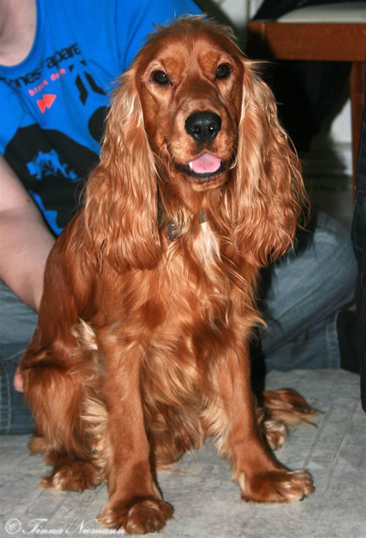 Cocker spaniel Sofus *RIP* - Velkommen til min profil. Det er mig der er Sofus. billede 1