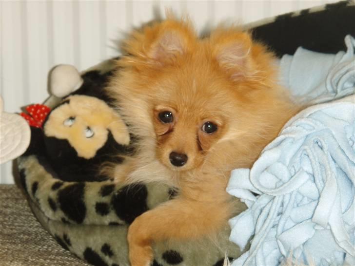 Pomeranian Disney - Ville i noget? for jeg ligger lige og leger med min bamse.. (o; billede 3