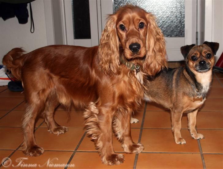 Cocker spaniel Sofus *RIP* - Sofus & Lilly billede 2