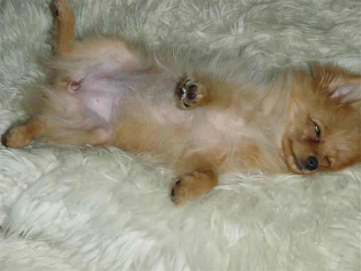 Pomeranian Disney - Jeg elsker at putte på ryggen.. billede 4
