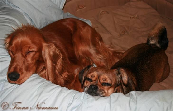 Cocker spaniel Sofus *RIP* - Zzzzz - vi sover. Sofus & Lilly billede 4