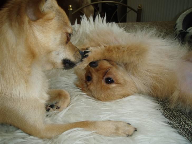 Pomeranian Disney - her er min bedste ven.. billede 5