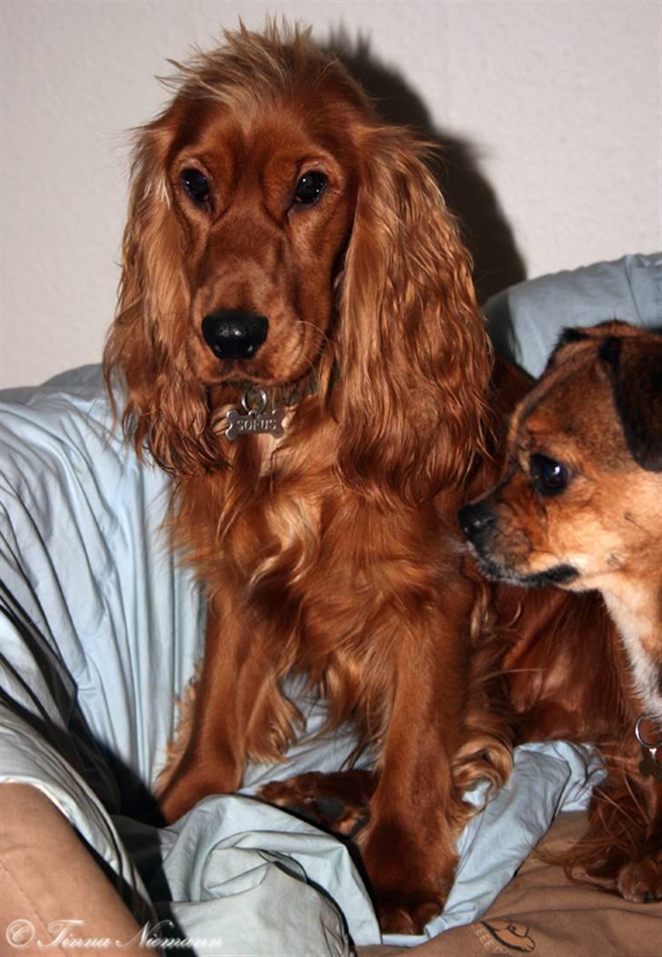 Cocker spaniel Sofus *RIP* - Jeg er træt - må jeg ikke godt sove nu? billede 6