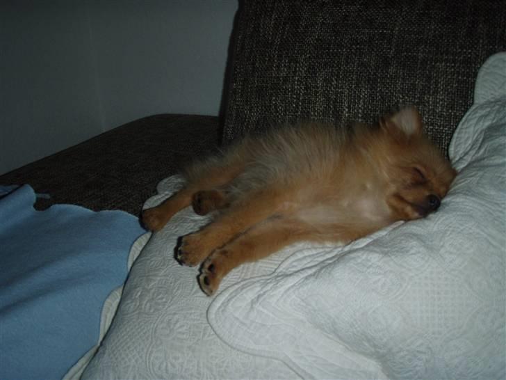 Pomeranian Disney - her sover jeg lige på en pude billede 6