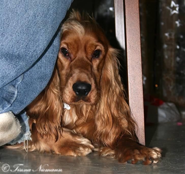 Cocker spaniel Sofus *RIP* - Gemmer mig lige her :D billede 7