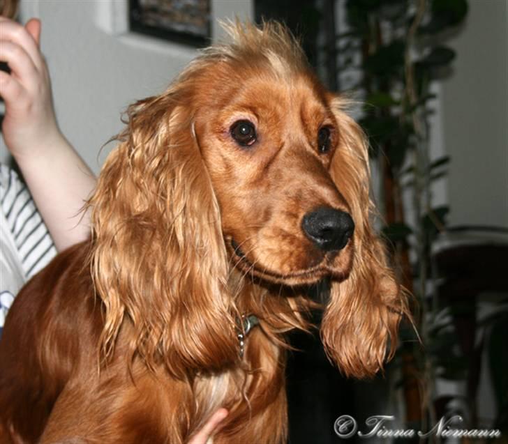 Cocker spaniel Sofus *RIP* - Hvem sagde morgenhår? billede 8