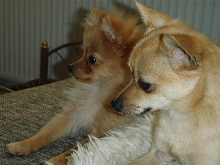 Pomeranian Disney - se hvor fotogene vi er... billede 7