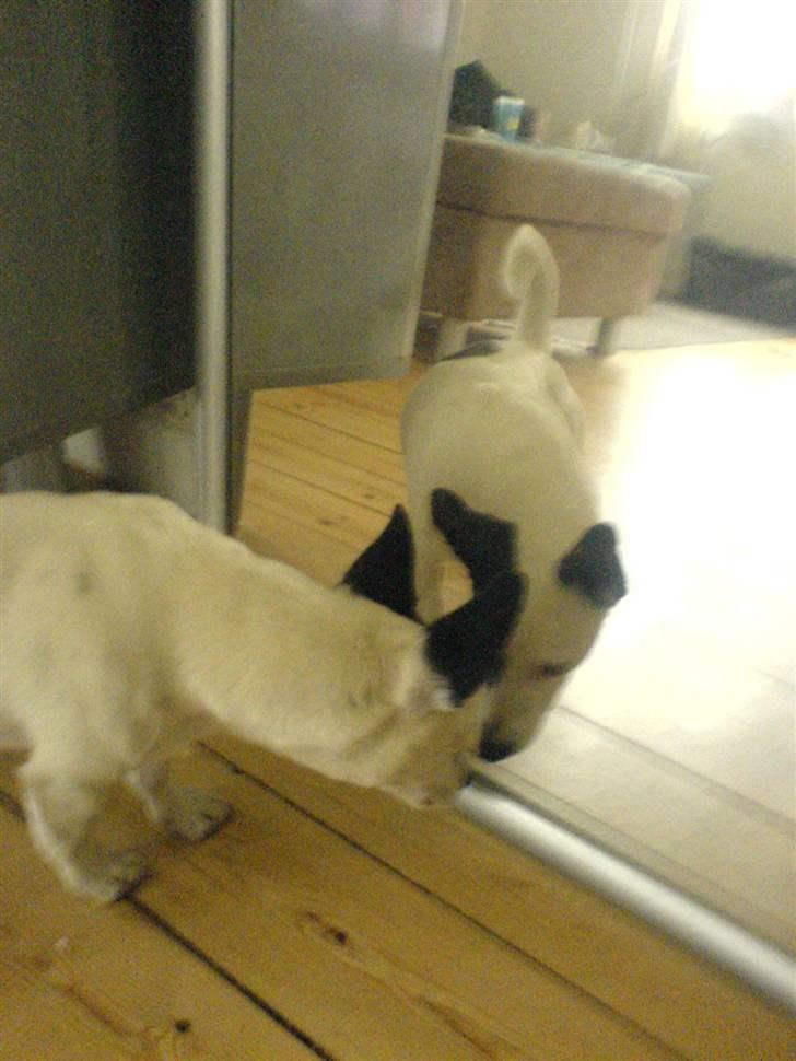 Blanding af racer ludvig - hvem er du.... billede 14