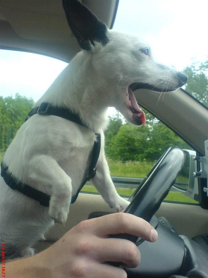 Blanding af racer ludvig - se jeg kan også køre bil billede 15