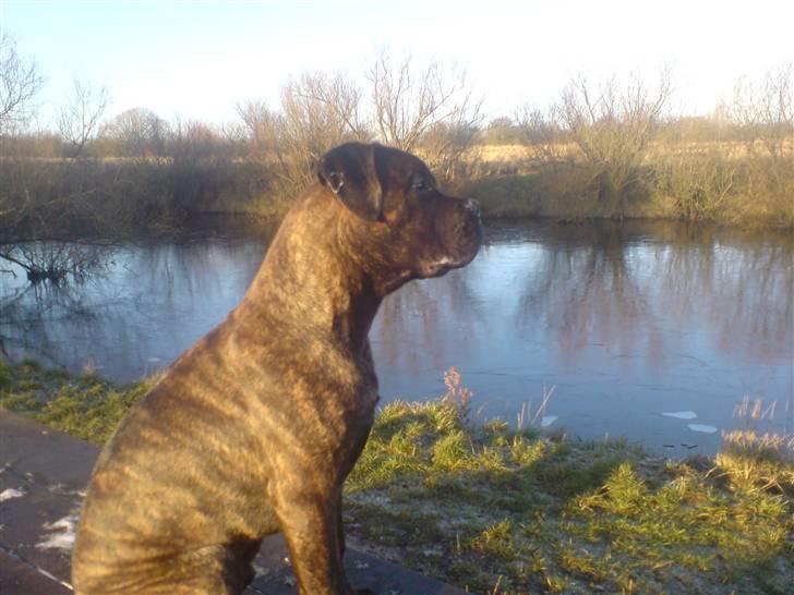 Bullmastiff Samson billede 4