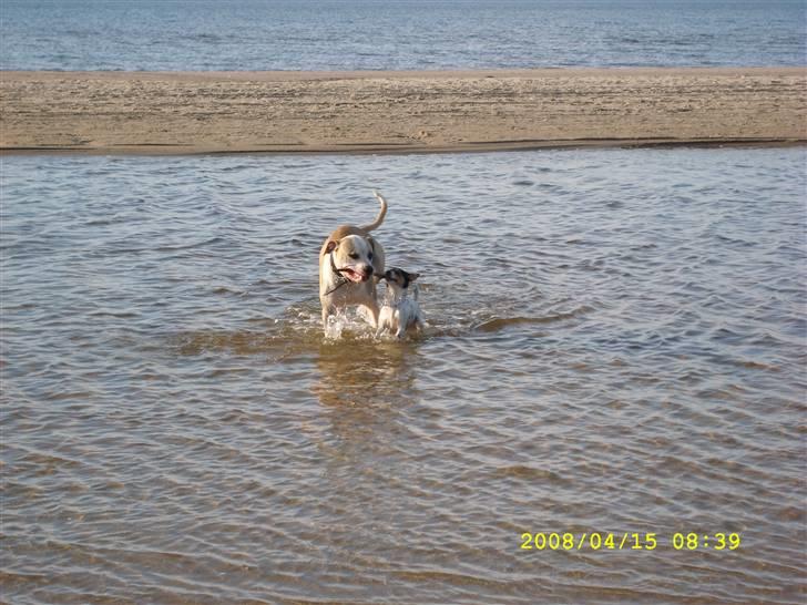 Amerikansk bulldog Bono R.I.P 2007- 2010 billede 11