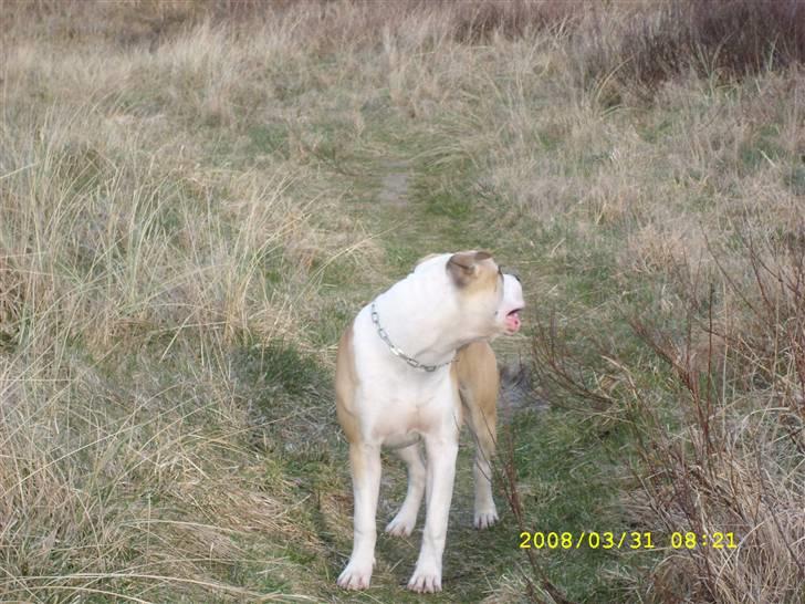 Amerikansk bulldog Bono R.I.P 2007- 2010 billede 12