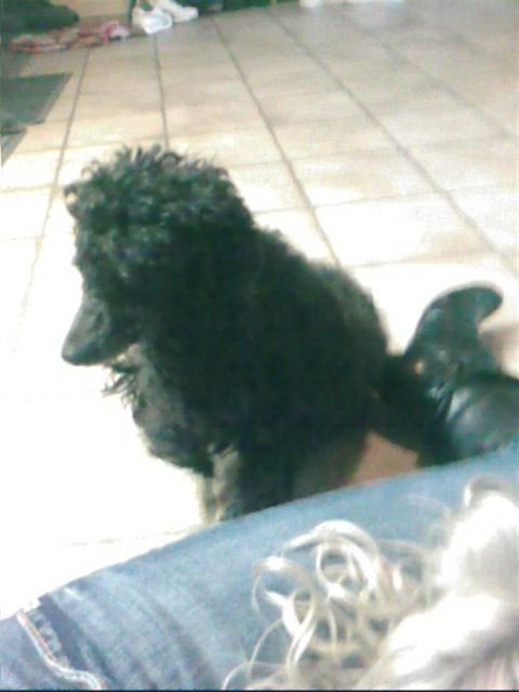 Mellempuddel Lady billede 1