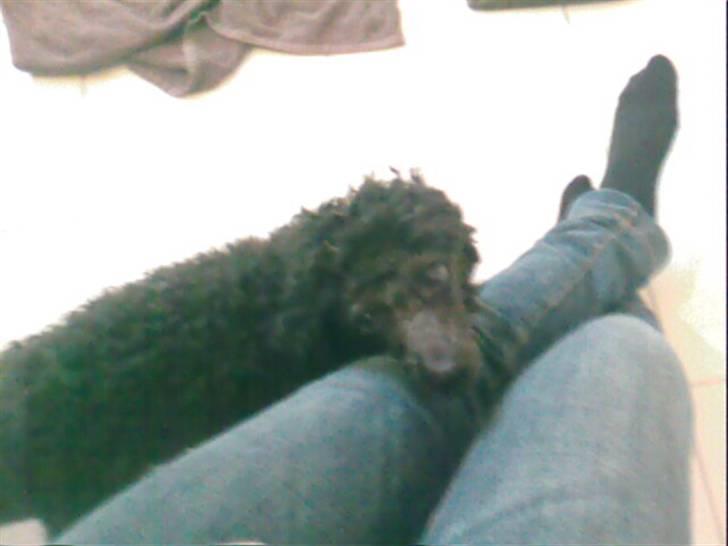 Mellempuddel Lady billede 2