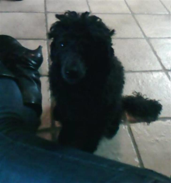 Mellempuddel Lady billede 3