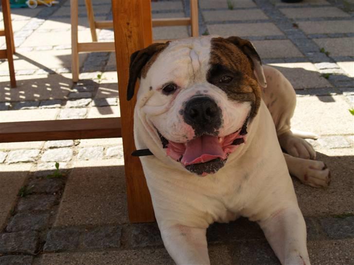 Amerikansk bulldog hannibal R.I.P - davs jeg hedder hannibal =) Tag et kik på alle mine billeder =D billede 1