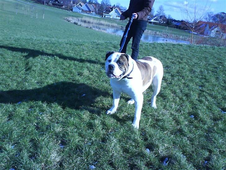 Amerikansk bulldog hannibal R.I.P - snart skal jeg løbe i fuld fart ned af bakken =D billede 2