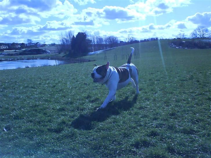 Amerikansk bulldog hannibal R.I.P - ad banen her kommer jeg=D billede 3