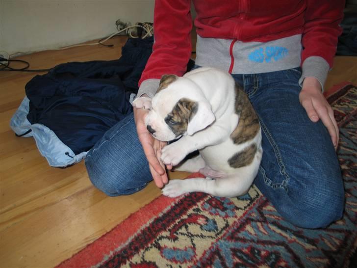 Amerikansk bulldog hannibal R.I.P - du dufter godt=) billede 4