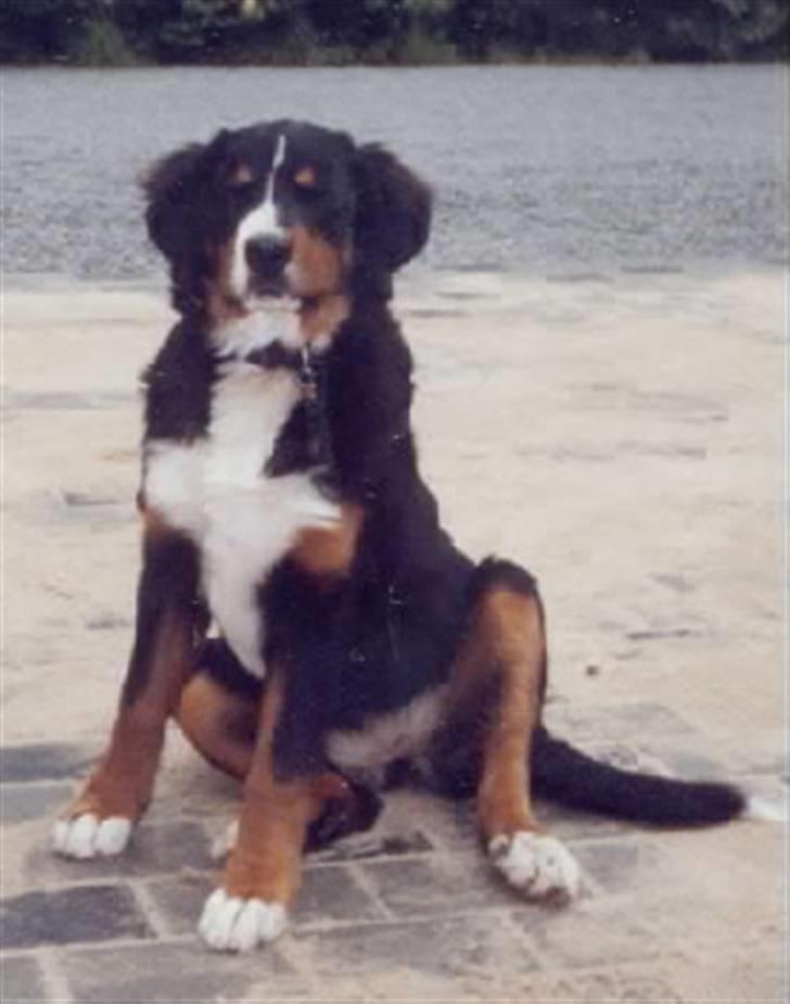 Berner sennenhund Bessie - Bessie  2009  R. I. P.  billede 1