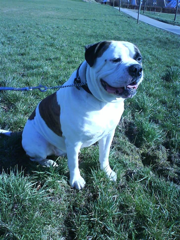 Amerikansk bulldog hannibal R.I.P - Bare hun snart tager den snor af=) billede 5