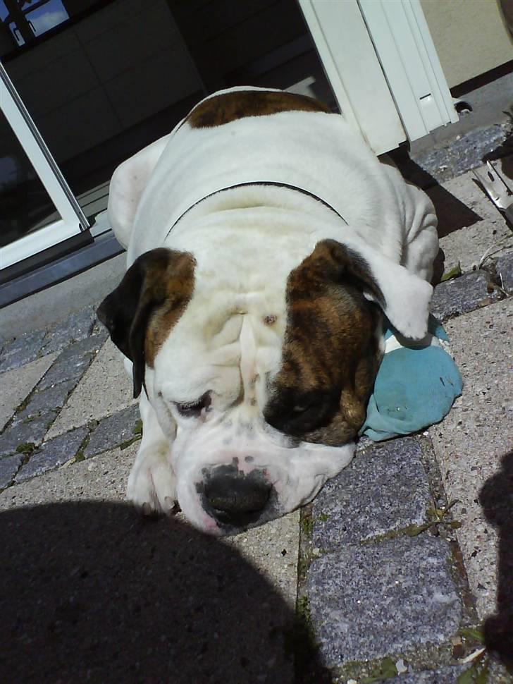 Amerikansk bulldog hannibal R.I.P - slapper lige ligt af=D billede 6