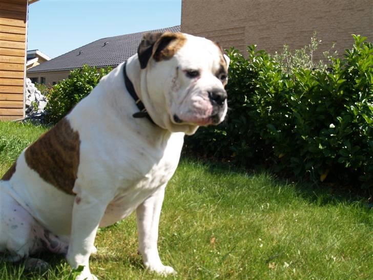 Amerikansk bulldog hannibal R.I.P - sidder jeg ikke fint=) ( LIDT KONGELIG HAR MAN ALTID LOV AT VÆRE!) billede 7