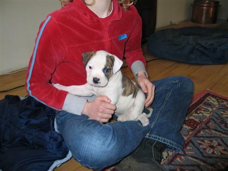 Amerikansk bulldog hannibal R.I.P - elsker at side på skødet=D billede 8